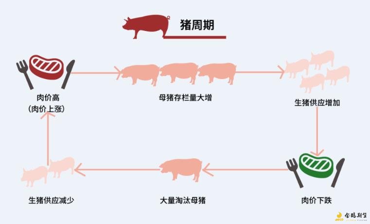 猪周期是一种经济现象